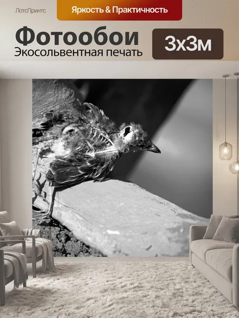 Фотообои черно-белое изображение мертвой птицы