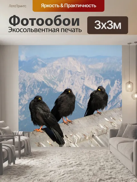 Фотообои Горная галка