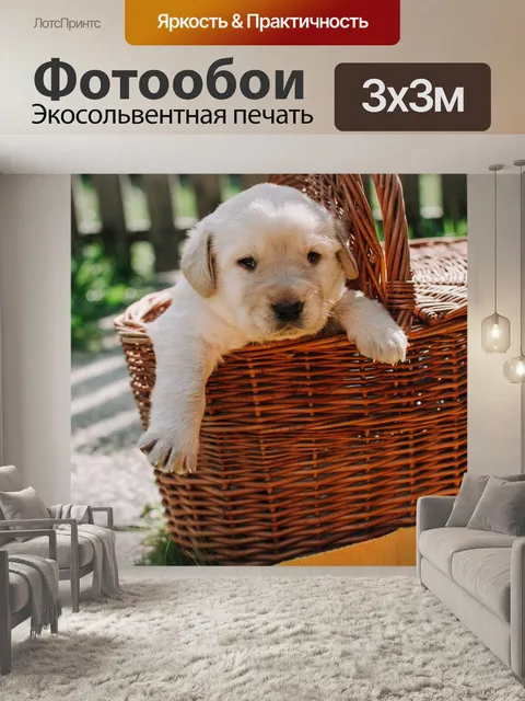 Фотообои Собака собаки