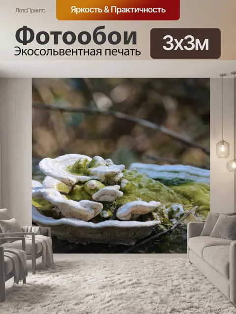 Фотообои Грибы