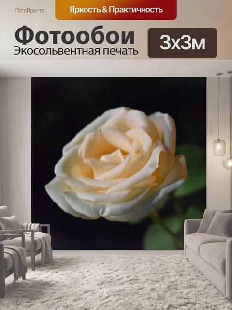 Фотообои Роза