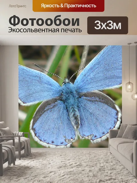 Фотообои Бабочка