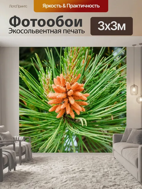 Фотообои Сосна дерево