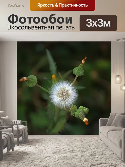 Фотообои пушистые семена и бутоны белого одуванчи