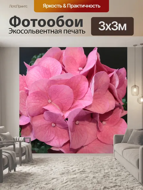 Фотообои Розовая гортензия Блум крупным планом