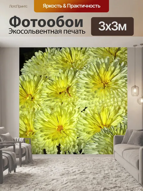 Фотообои Хризантемы