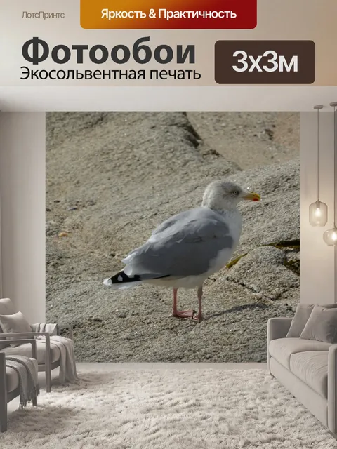 Фотообои Одна чайка