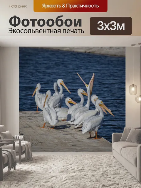 Фотообои Пеликаны на пристани