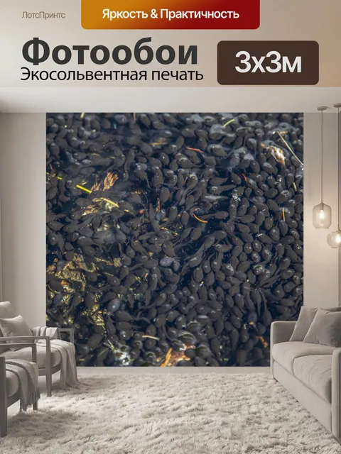 Фотообои Лягушки-головастики в пруду