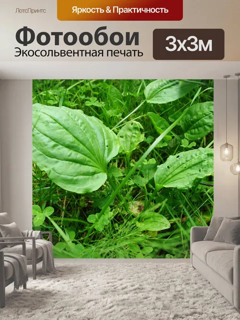 Фотообои Листья