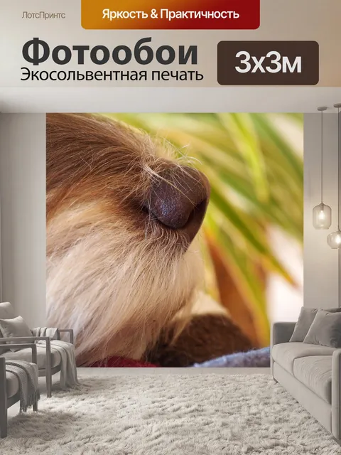 Фотообои Морда собаки