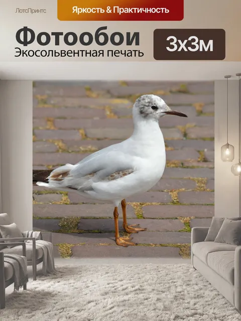 Фотообои Чайка с веснушками