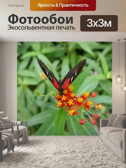 Фотообои Бабочка
