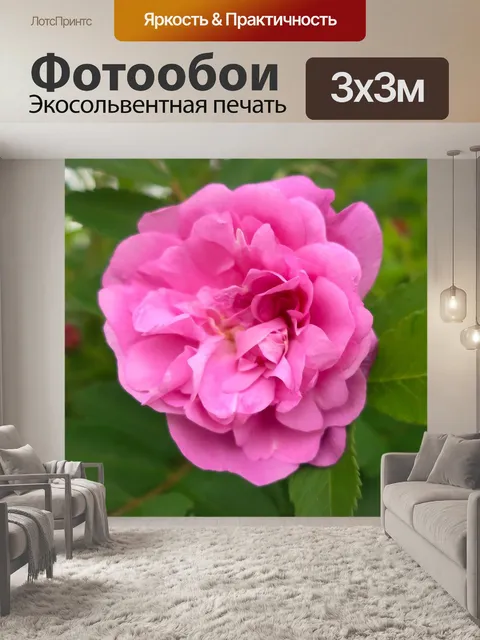 Фотообои Роза