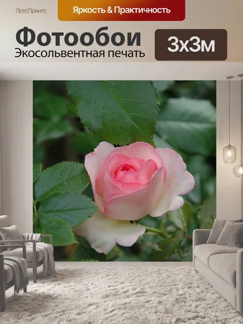 Фотообои Благородная роза