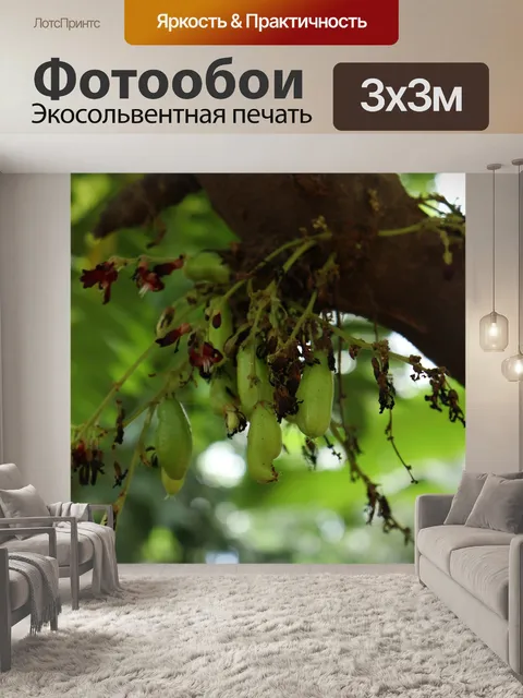 Фотообои Билимби