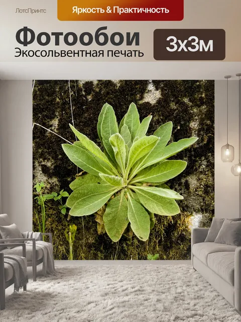 Фотообои Лес