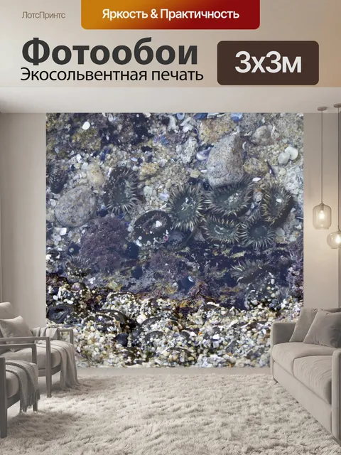 Фотообои Морские анемоны