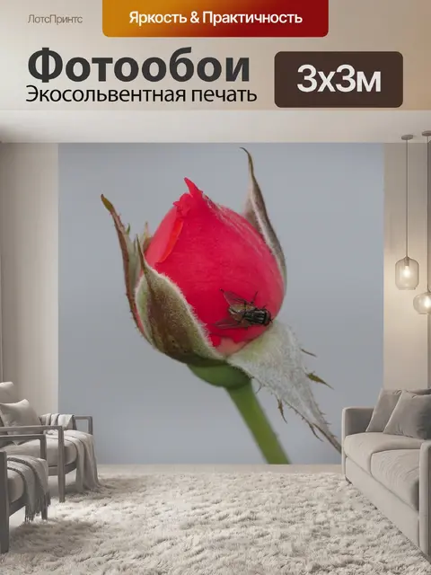 Фотообои Роза