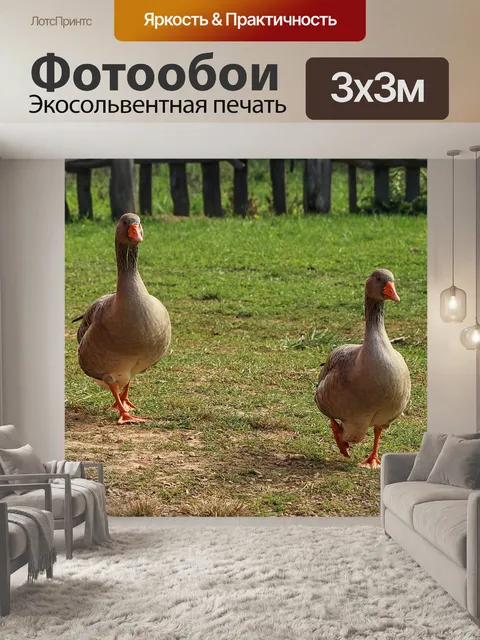 Фотообои Гуси