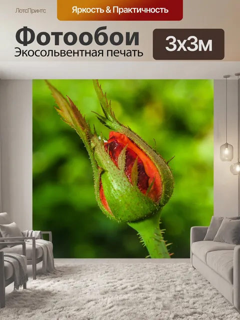 Фотообои Роза в саду