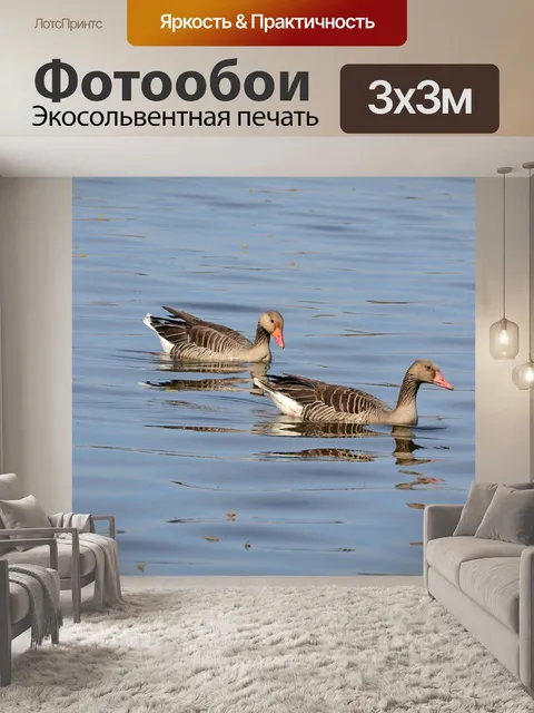 Фотообои Гуси