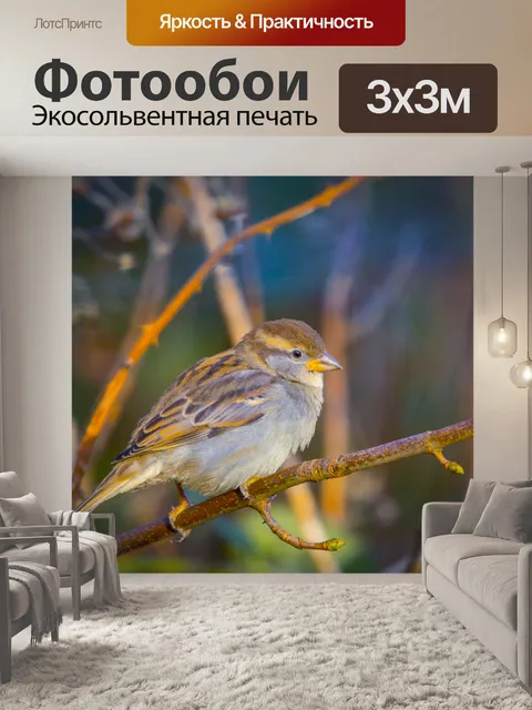 Фотообои Деревенский воробей Прохожий montanus