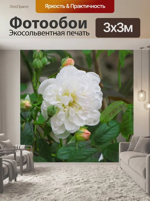 Фотообои Роза 'Дева озера'
