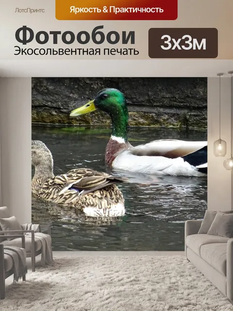 Фотообои Утки в пруду