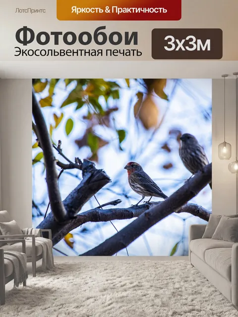 Фотообои Дом Финч