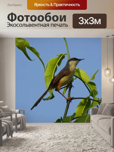 Фотообои Птица