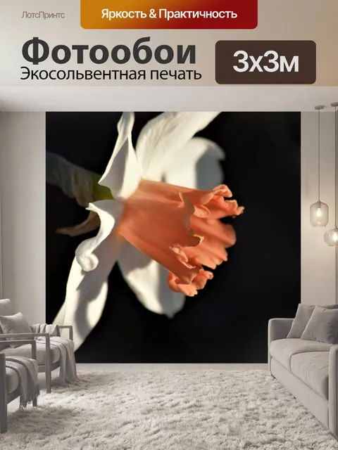 Фотообои Персик и белый нарцисс на черном