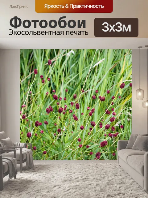 Фотообои Дикие травы