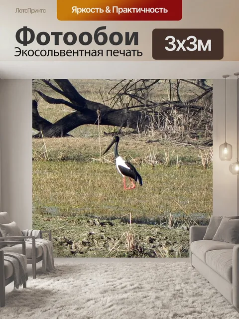 Фотообои Птица