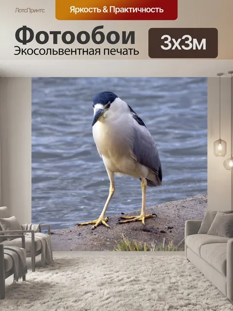 Фотообои Baby Night Heron