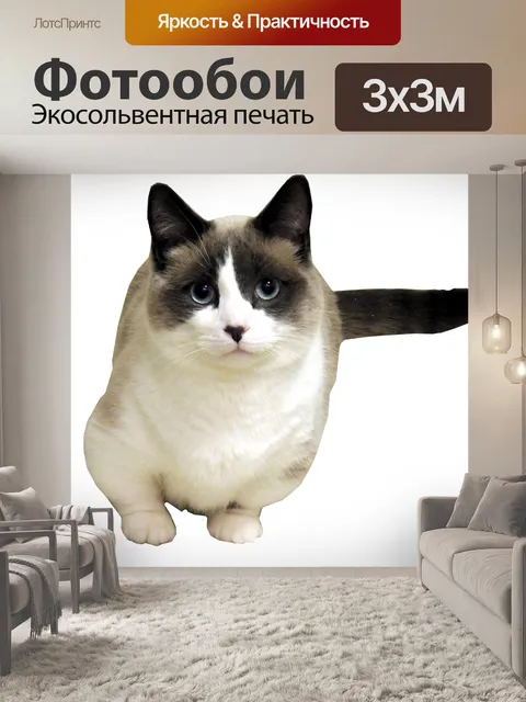 Фотообои Изолированные манчкин кошки