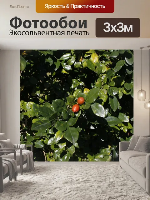 Фотообои Фрукты