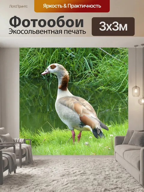 Фотообои Животное