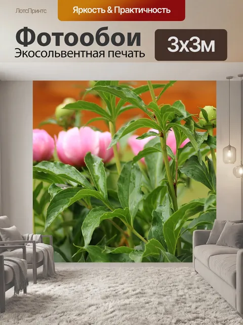 Фотообои Пионы