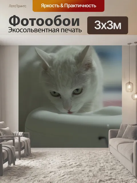 Фотообои Кот