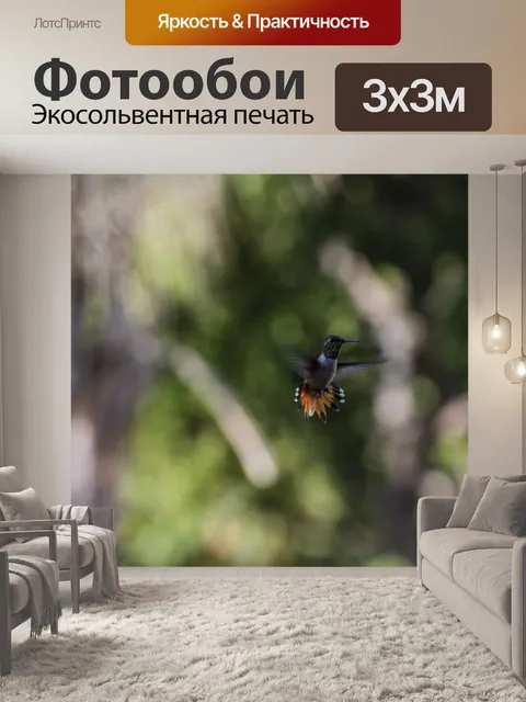 Фотообои Каштановый Колибри в полете