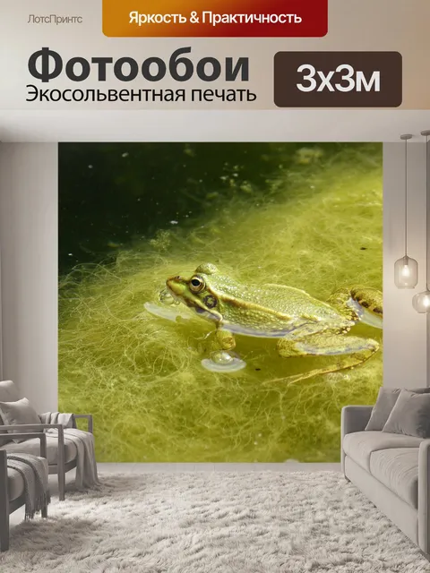 Фотообои Лягушка