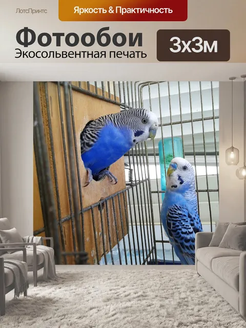 Фотообои Птицы