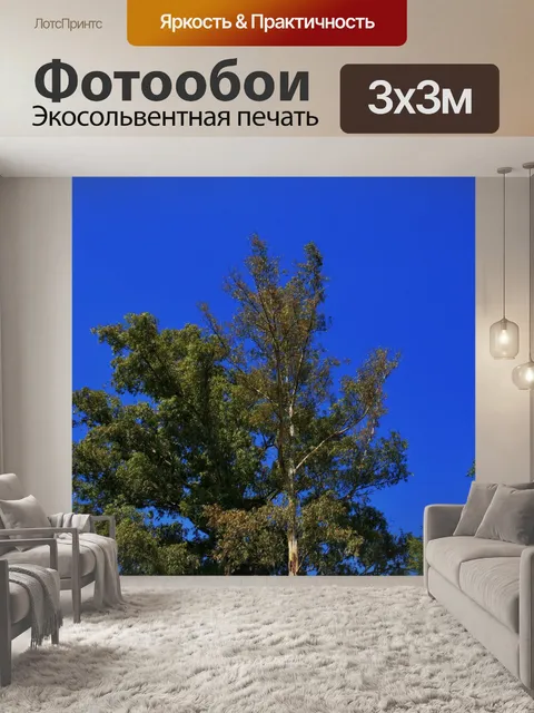 Фотообои Верхушки Bluegum деревьев