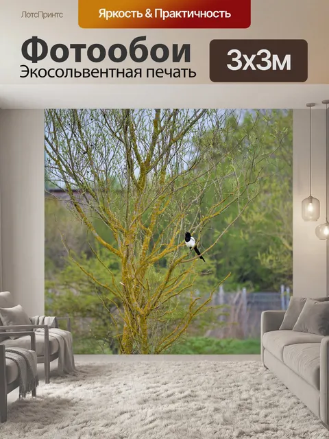 Фотообои Сорока