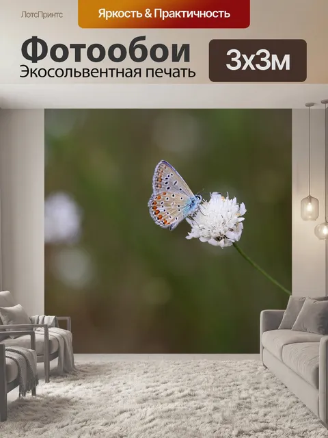 Фотообои Бабочка