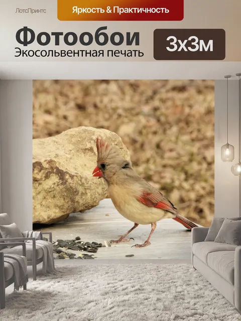 Фотообои Женский кардинал на столе