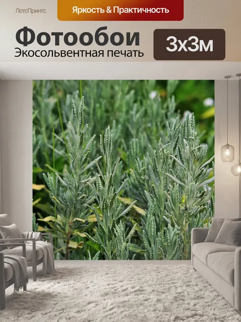 Фотообои Лаванда кустарник