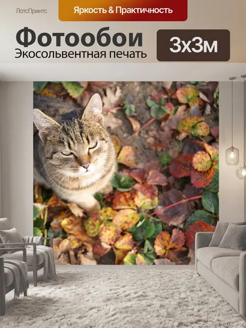 Фотообои Кошачьи глаза