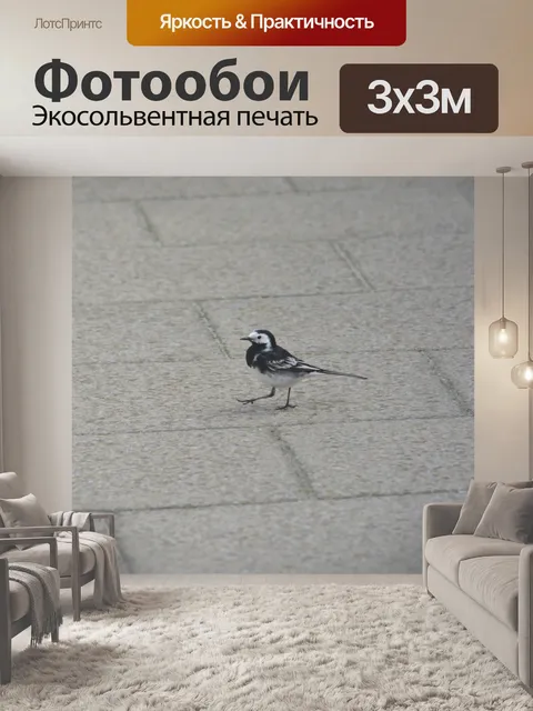 Фотообои Трясогузка на тротуаре